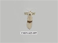 藏品(燈蛾科)的圖片